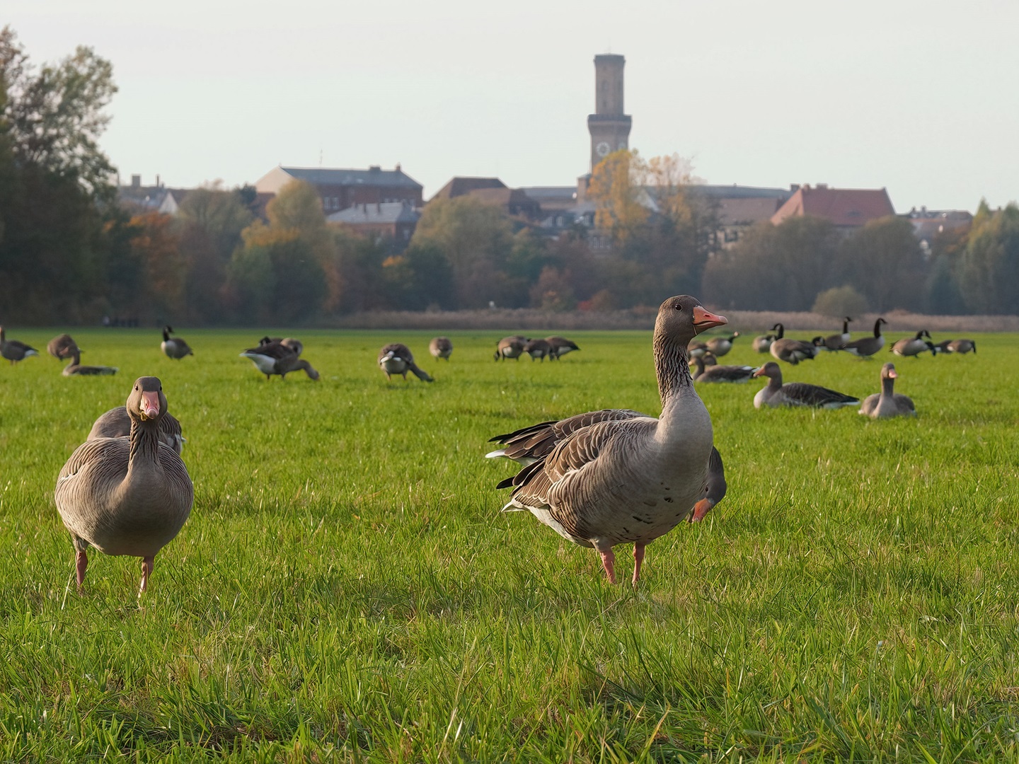 Gänse am Wiesengrund