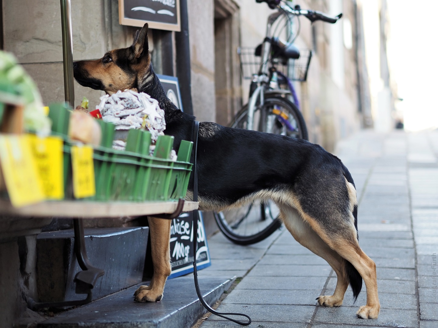 Warten aufs Frauchen